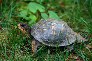 eastern box turtle